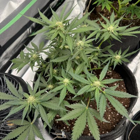Bärbel growlog timeline photo