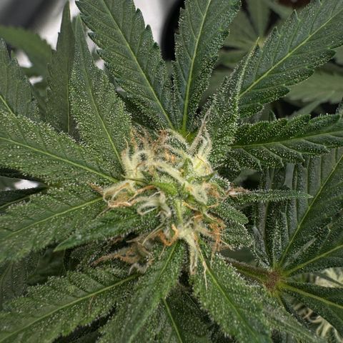 Bärbel growlog timeline photo
