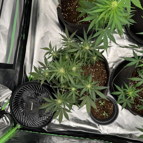 Bärbel growlog timeline photo