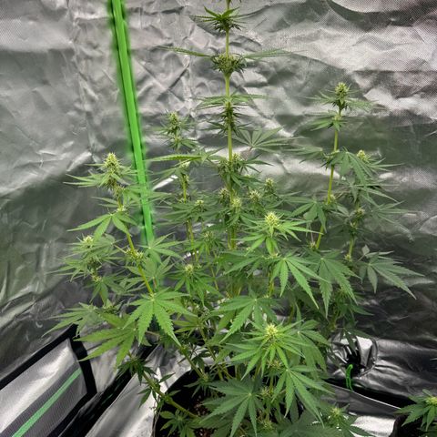 Gisela  growlog timeline photo
