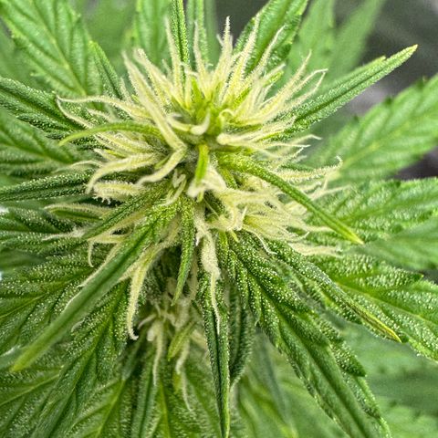 Gisela  growlog timeline photo
