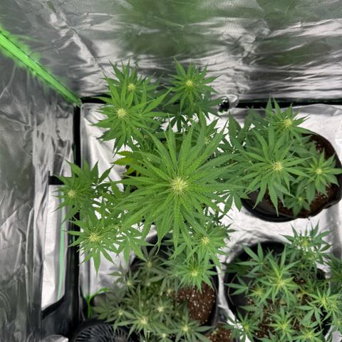 Gisela  growlog timeline photo