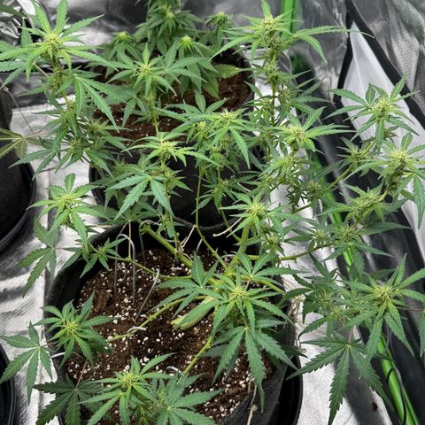 Chantal growlog timeline photo