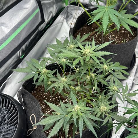 Bärbel growlog timeline photo