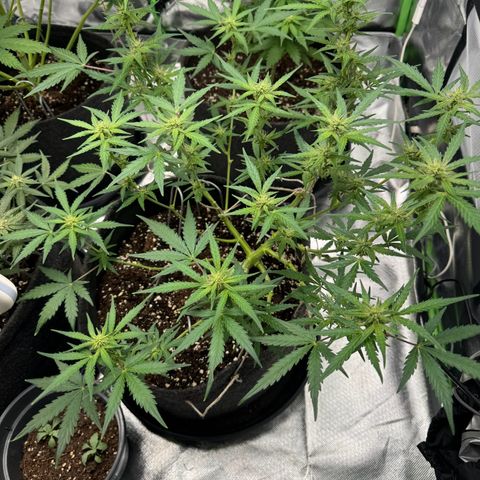Chantal growlog timeline photo