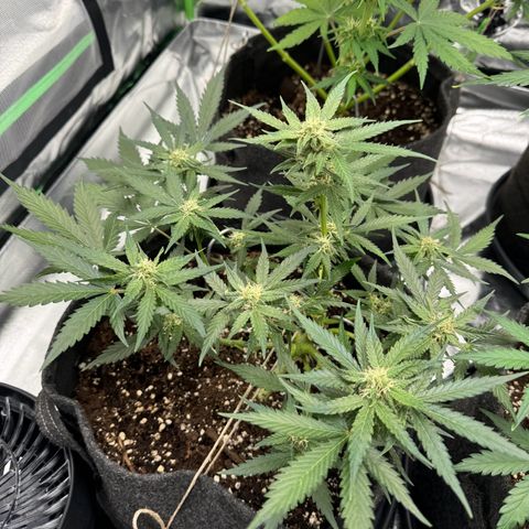 Bärbel growlog timeline photo