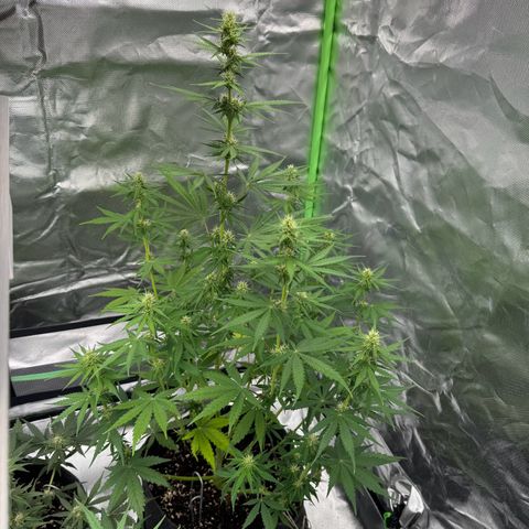 Gisela  growlog timeline photo