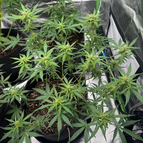 Chantal growlog timeline photo