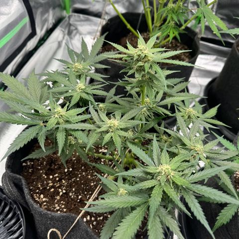 Bärbel growlog timeline photo