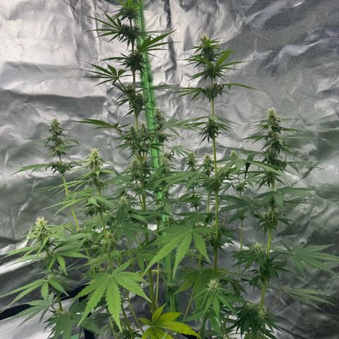 Gisela  growlog timeline photo