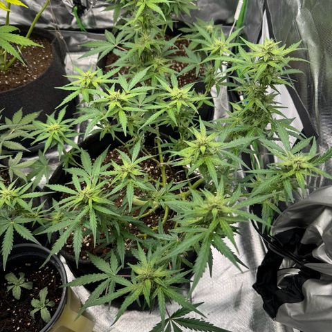 Chantal growlog timeline photo