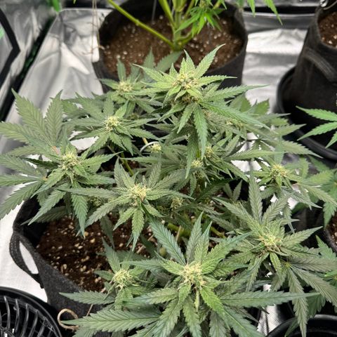 Bärbel growlog timeline photo