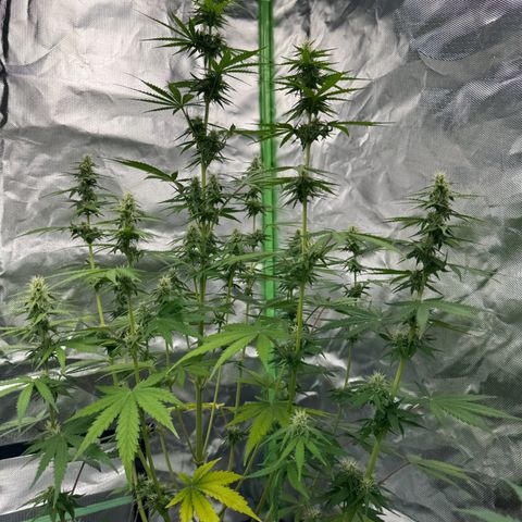 Gisela  growlog timeline photo