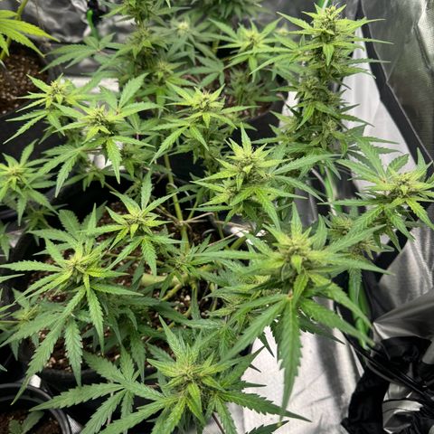 Chantal growlog timeline photo