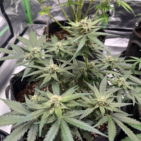 Bärbel growlog timeline photo
