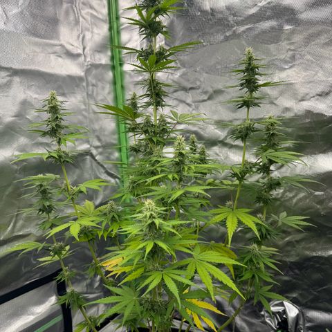 Gisela  growlog timeline photo
