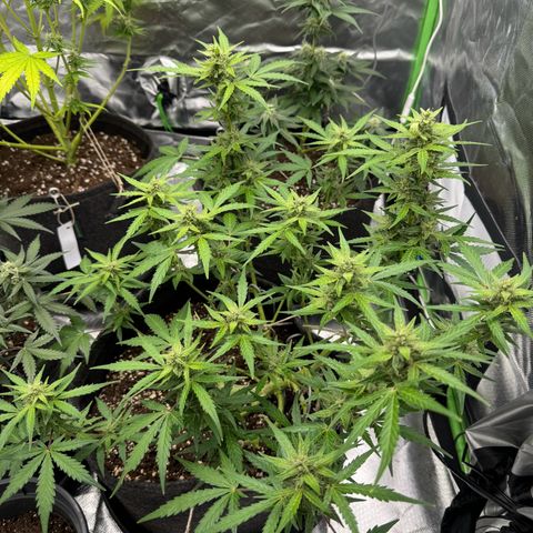 Chantal growlog timeline photo