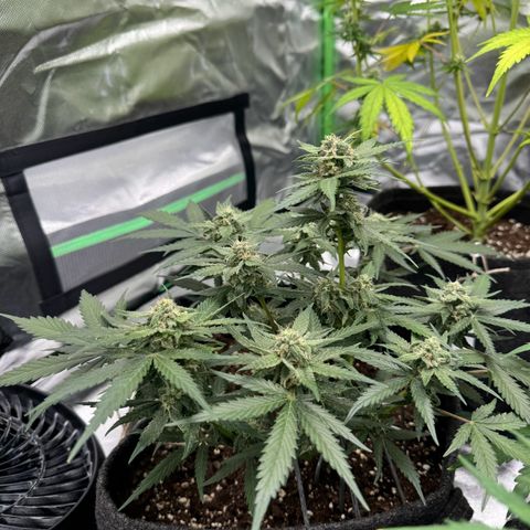Bärbel growlog timeline photo