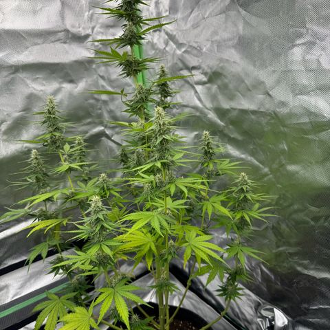 Gisela  growlog timeline photo