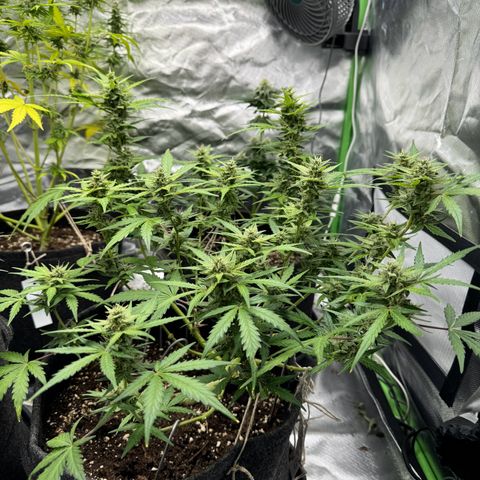 Chantal growlog timeline photo