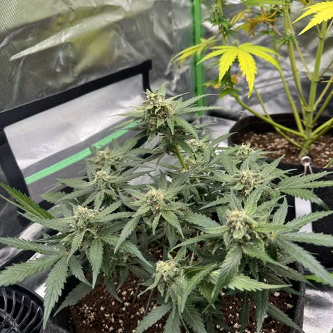 Bärbel growlog timeline photo