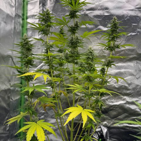 Gisela  growlog timeline photo