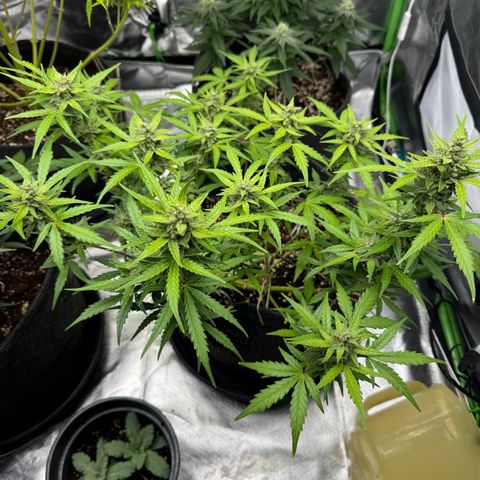 Chantal growlog timeline photo