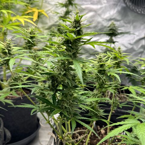 Chantal growlog timeline photo