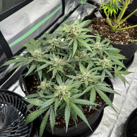 Bärbel growlog timeline photo
