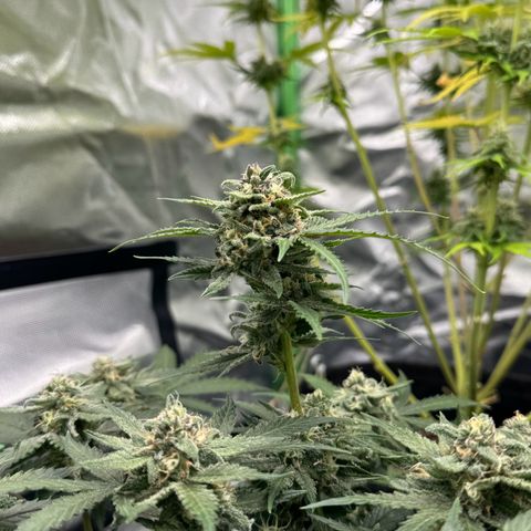 Bärbel growlog timeline photo