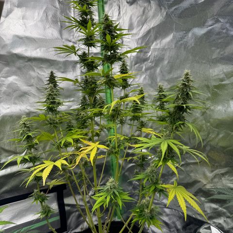Gisela  growlog timeline photo