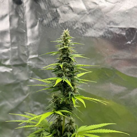 Gisela  growlog timeline photo