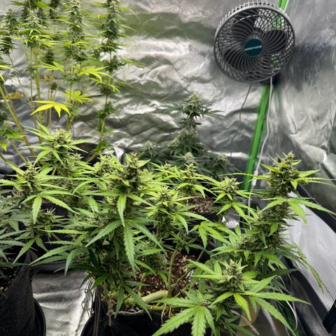 Chantal growlog timeline photo