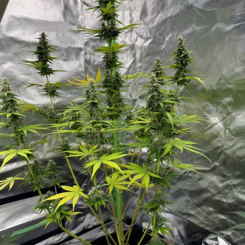Gisela  growlog timeline photo
