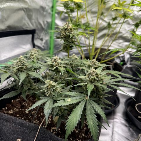 Bärbel growlog timeline photo