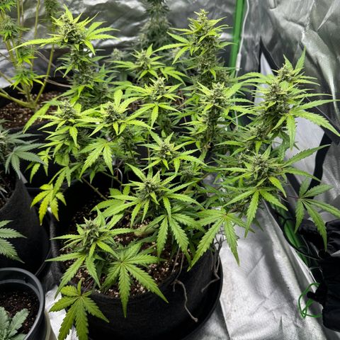 Chantal growlog timeline photo