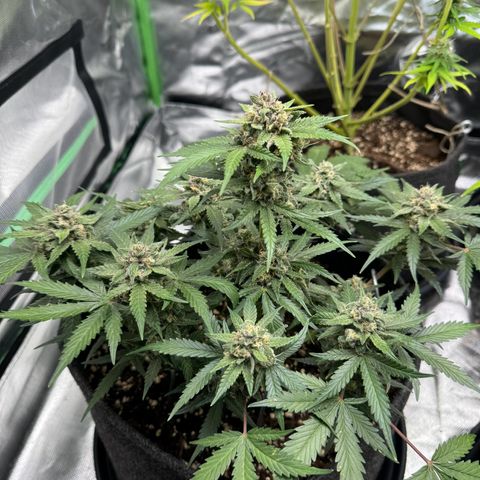 Bärbel growlog timeline photo