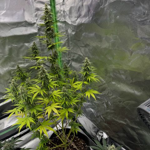 Gisela  growlog timeline photo