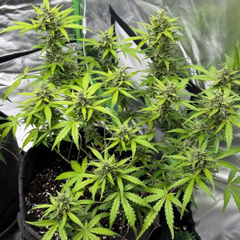 Chantal growlog timeline photo