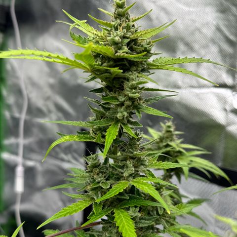 Chantal growlog timeline photo