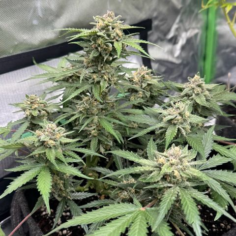 Bärbel growlog timeline photo