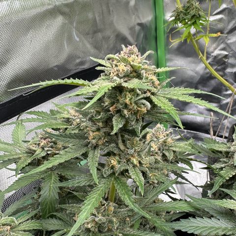 Bärbel growlog timeline photo