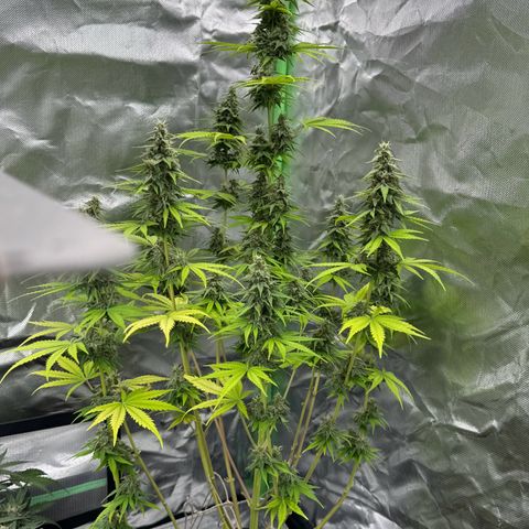 Gisela  growlog timeline photo