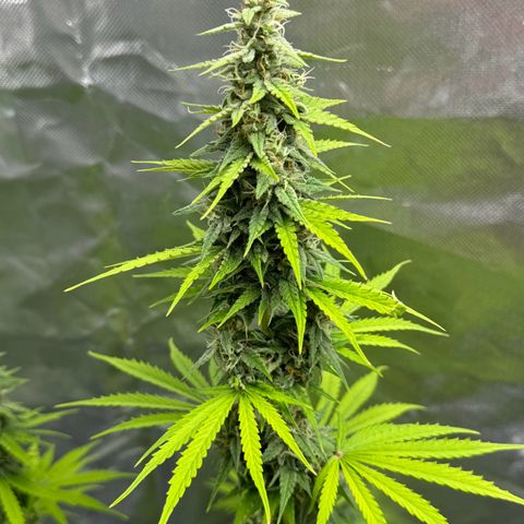 Gisela  growlog timeline photo