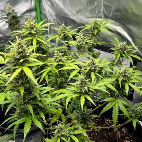 Chantal growlog timeline photo