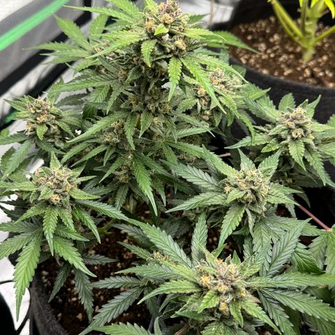 Bärbel growlog timeline photo