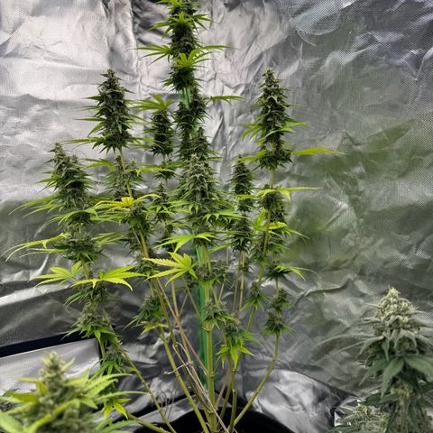 Gisela  growlog timeline photo