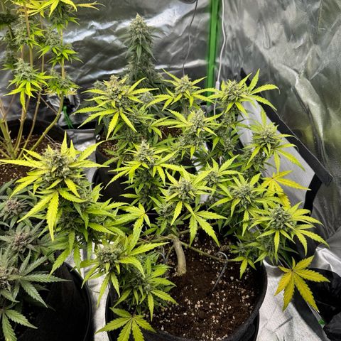Chantal growlog timeline photo