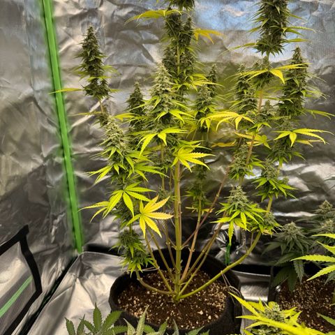 Gisela  growlog timeline photo