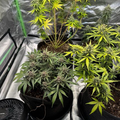Bärbel growlog timeline photo
